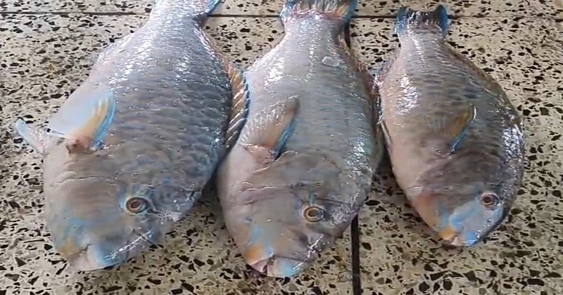 ৪ দশক পর আরব সাগরে বিরল প্রজাতির মাছ