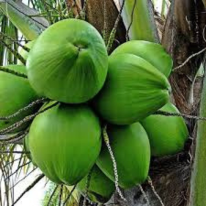 নারকেল চাষে ভরতুকি দিচ্ছে রাজ্য